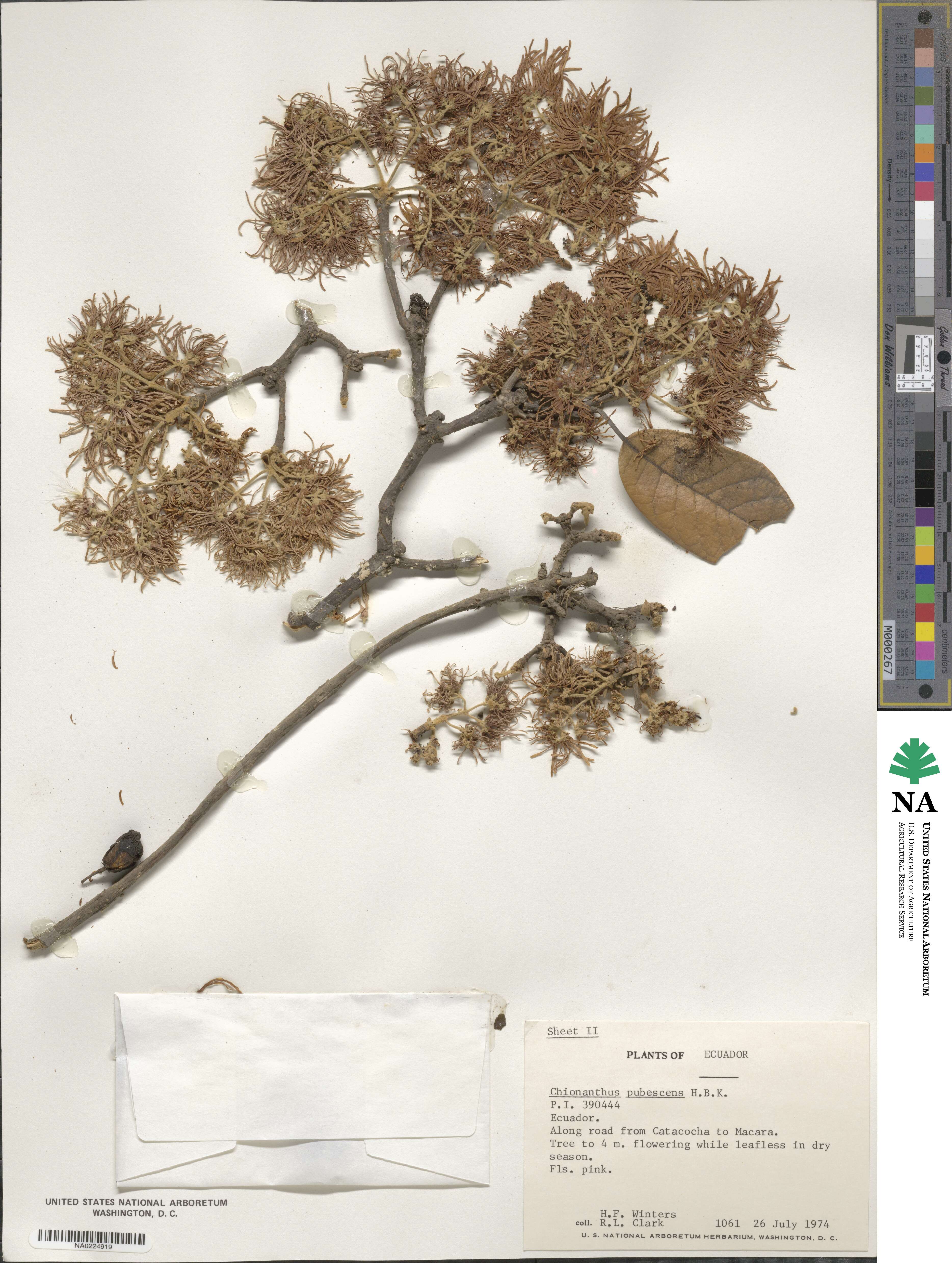 Chionanthus pubescens image
