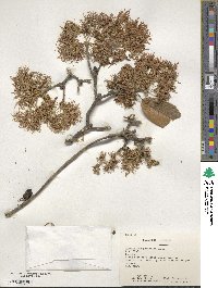 Chionanthus pubescens image