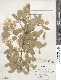 Chionanthus retusus image