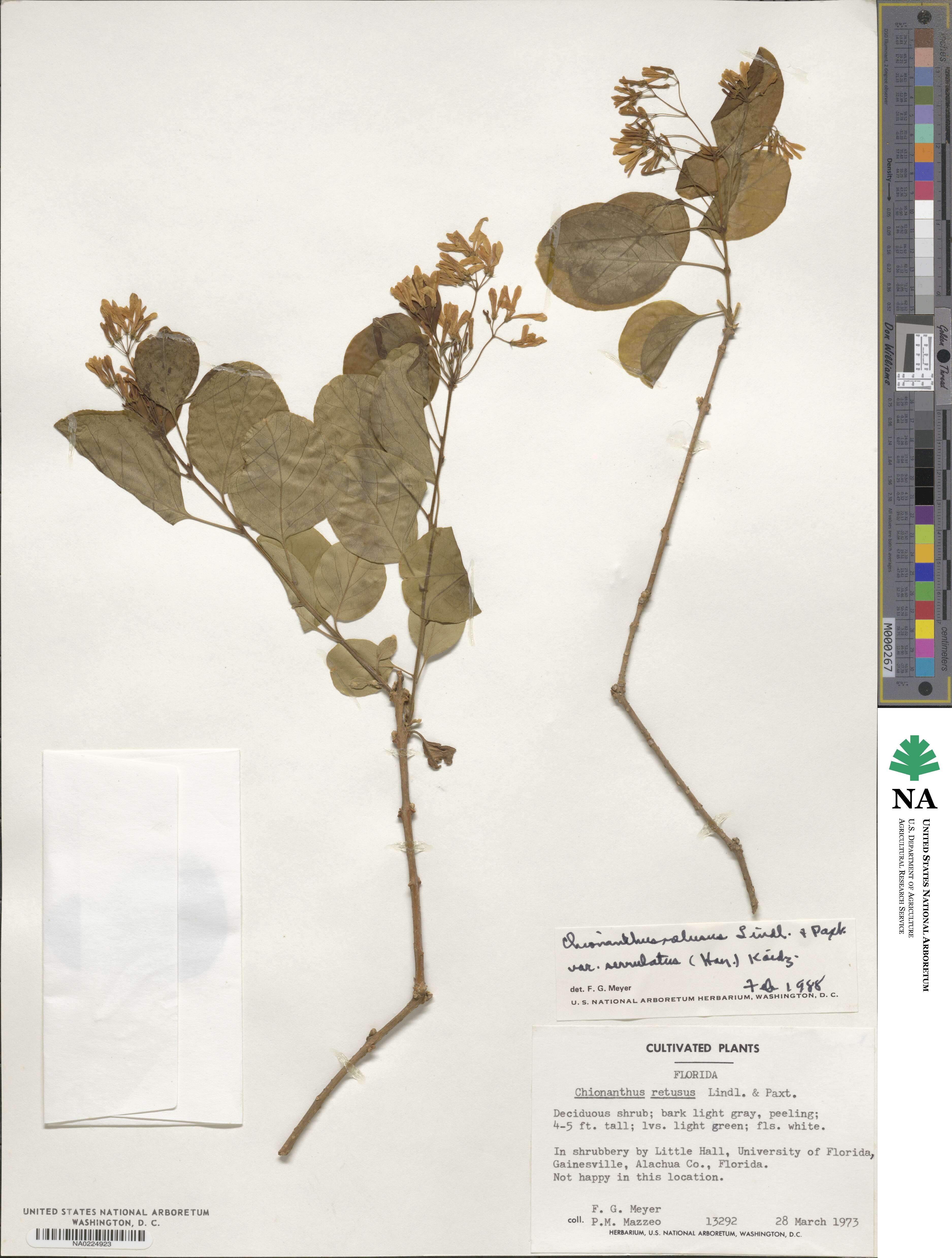 Chionanthus retusus image