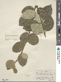 Chionanthus retusus image