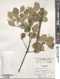 Chionanthus retusus image