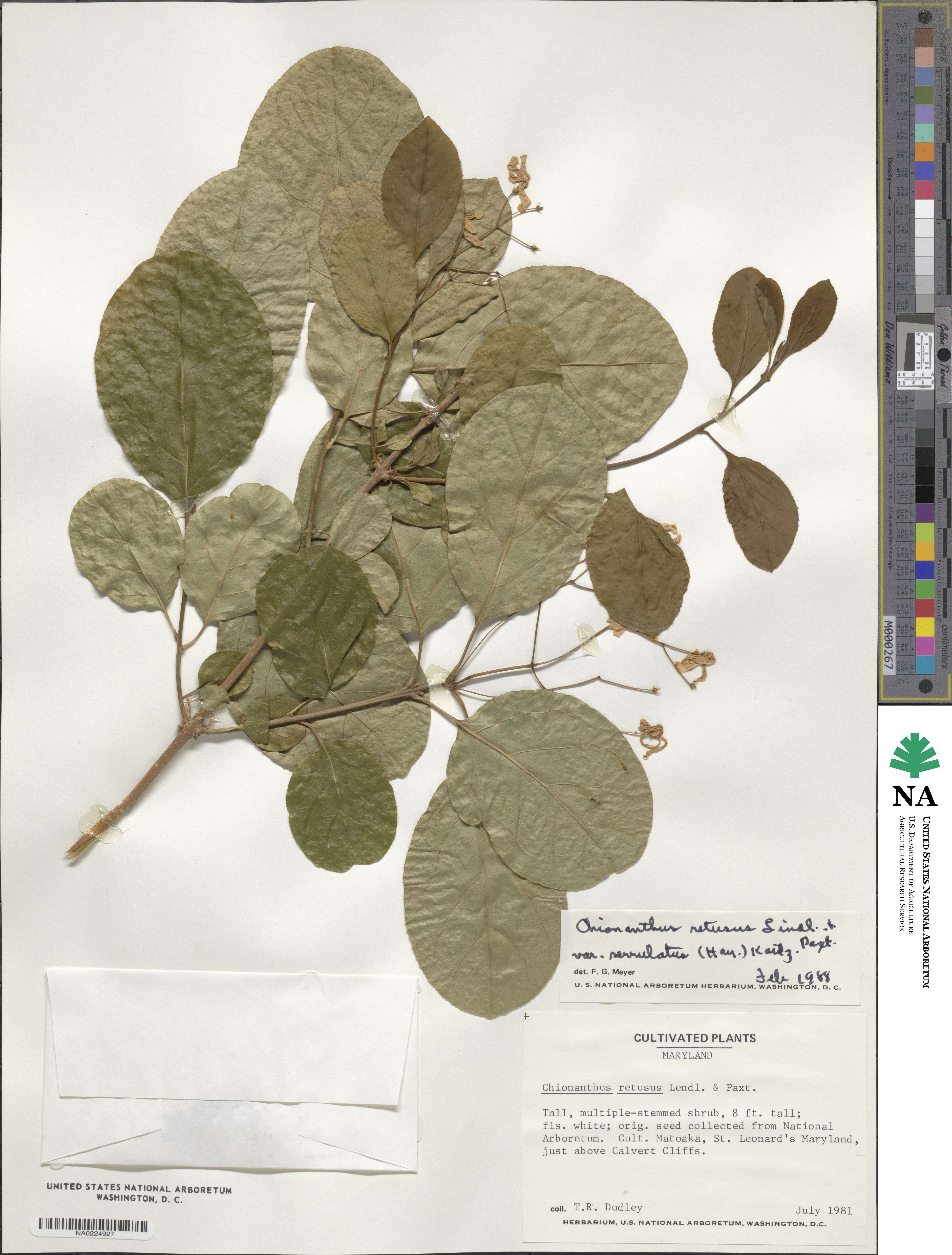 Chionanthus retusus image