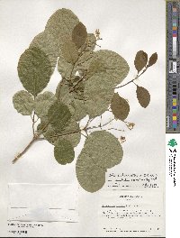 Chionanthus retusus image