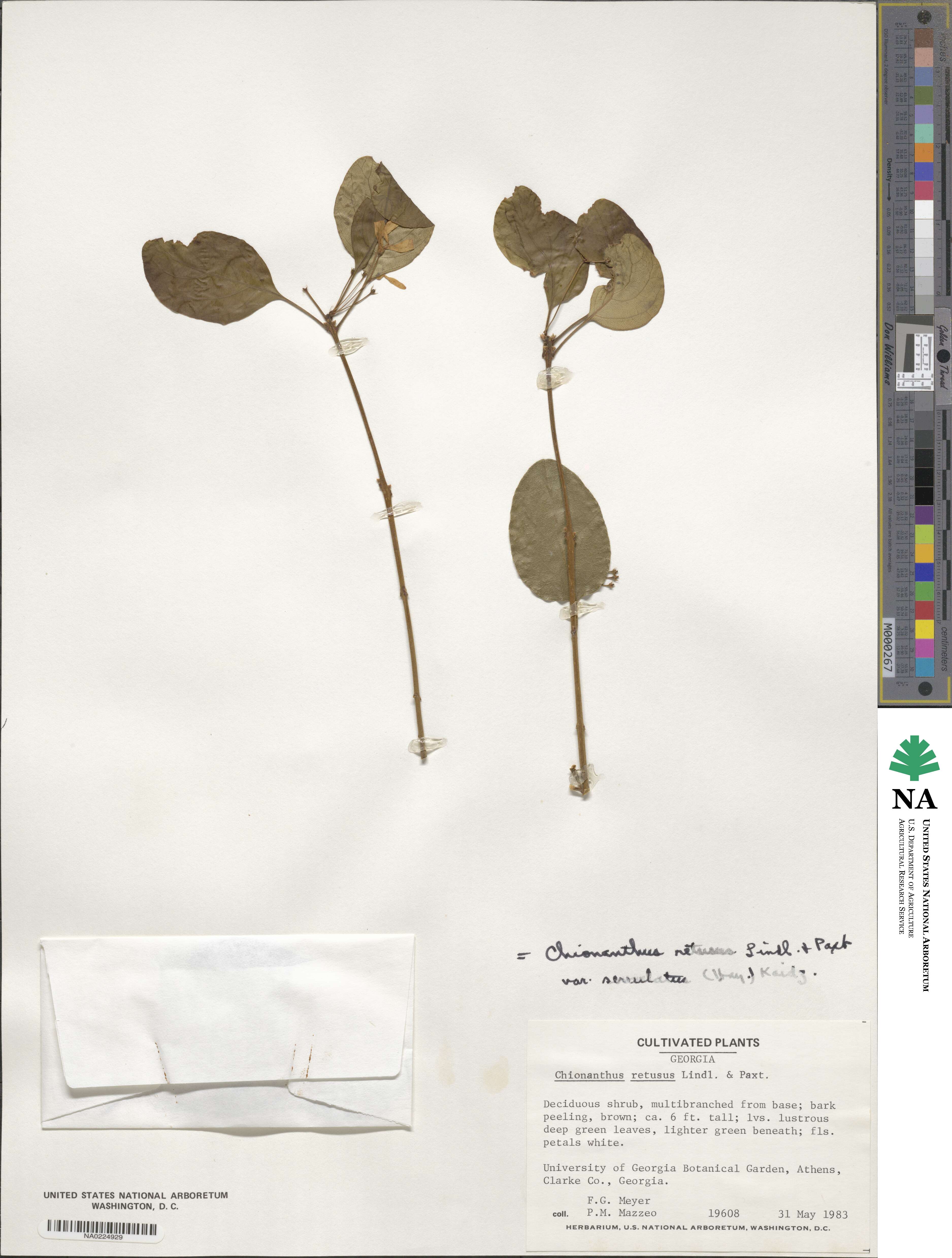 Chionanthus retusus image