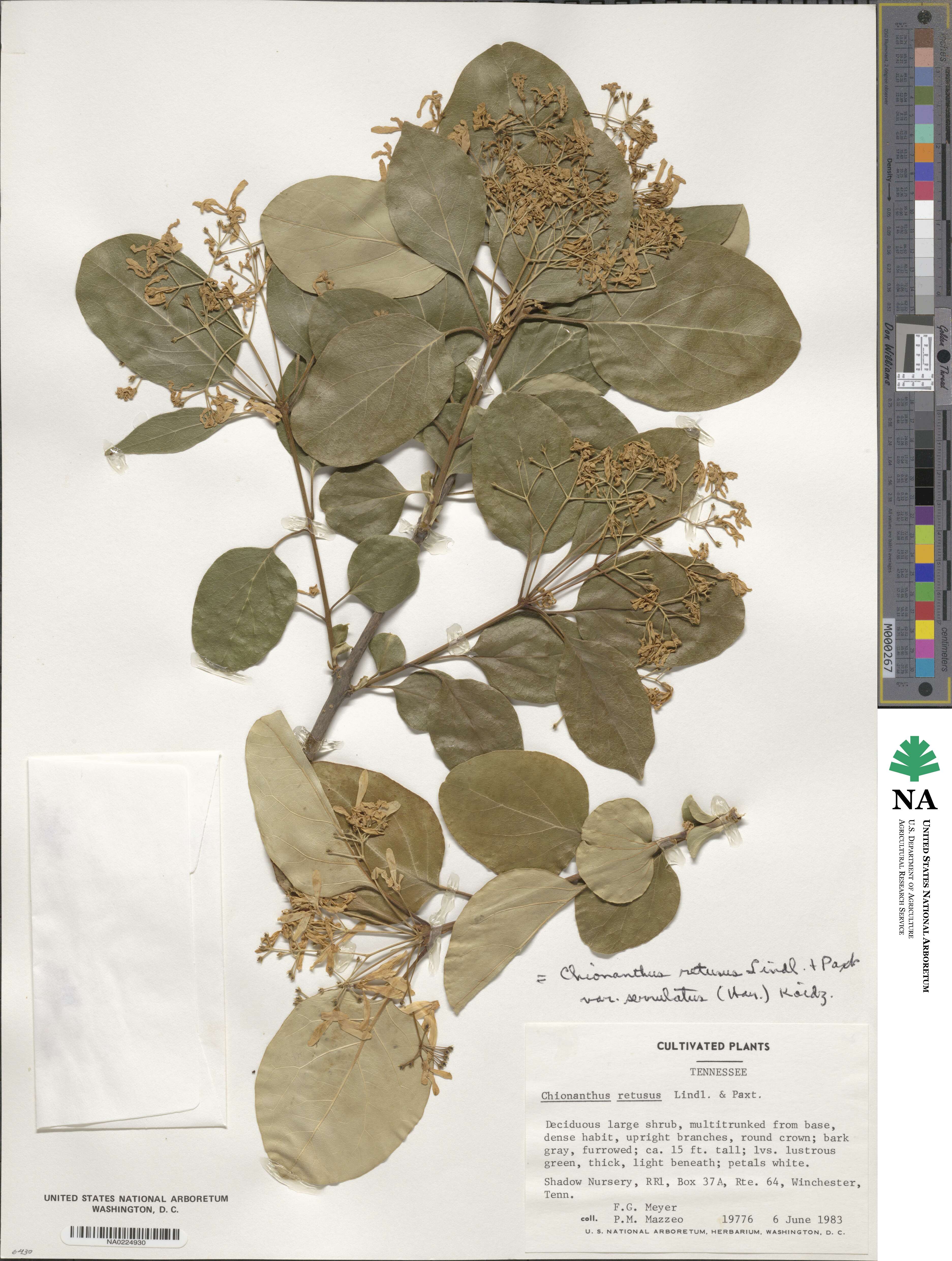 Chionanthus retusus image