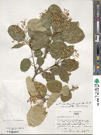 Chionanthus retusus image