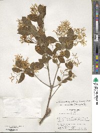 Chionanthus retusus image