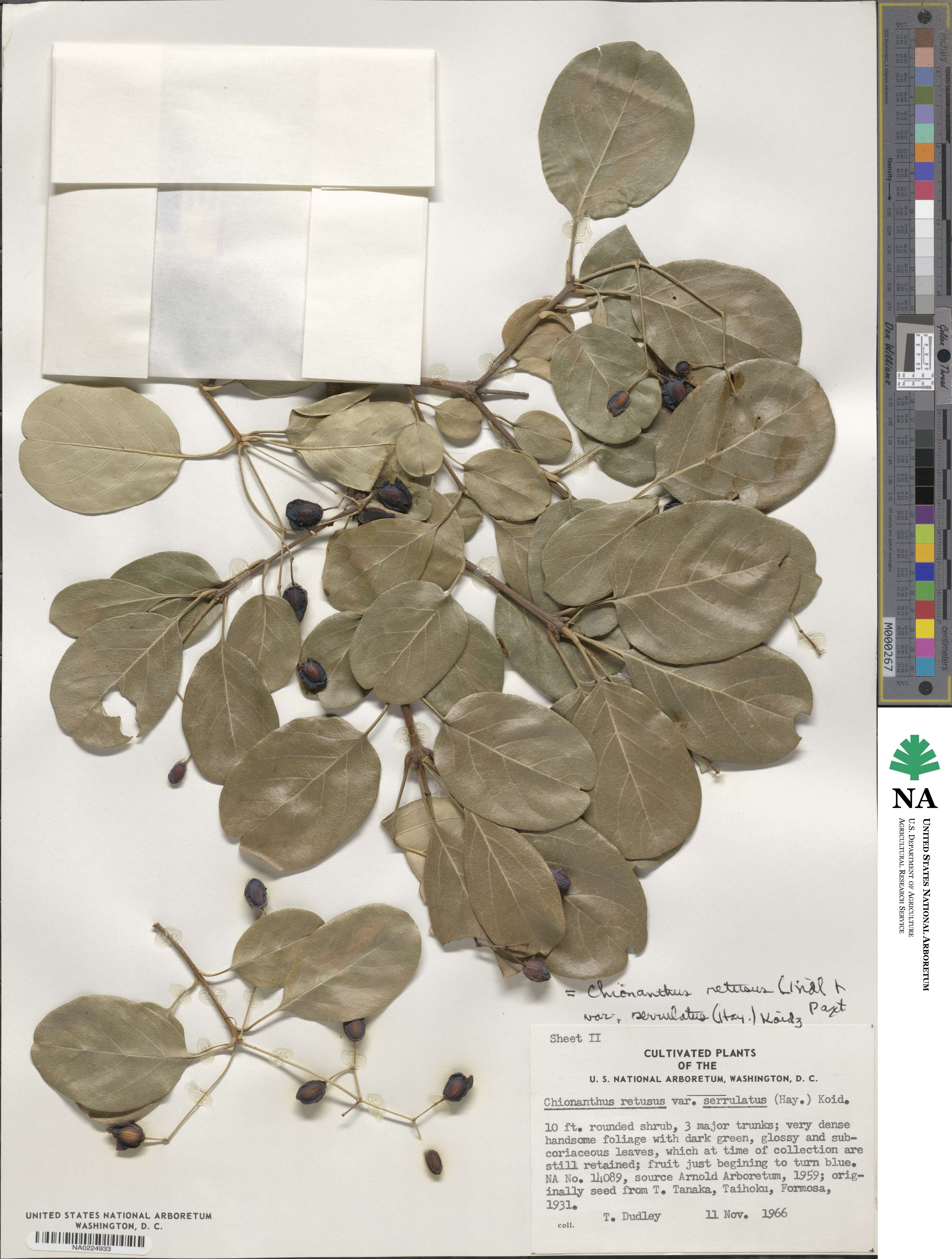 Chionanthus retusus image