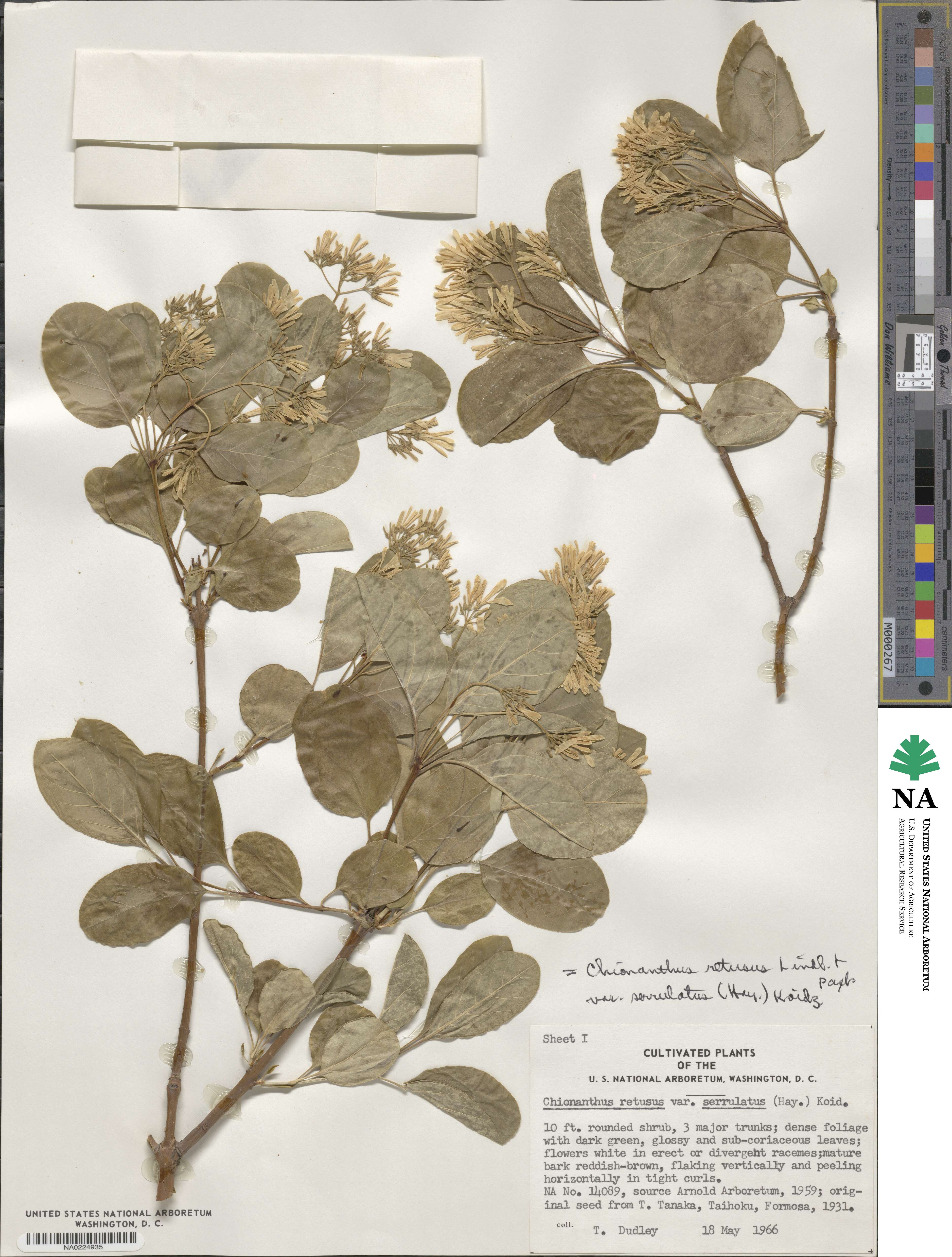Chionanthus retusus image
