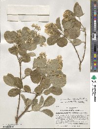 Chionanthus retusus image