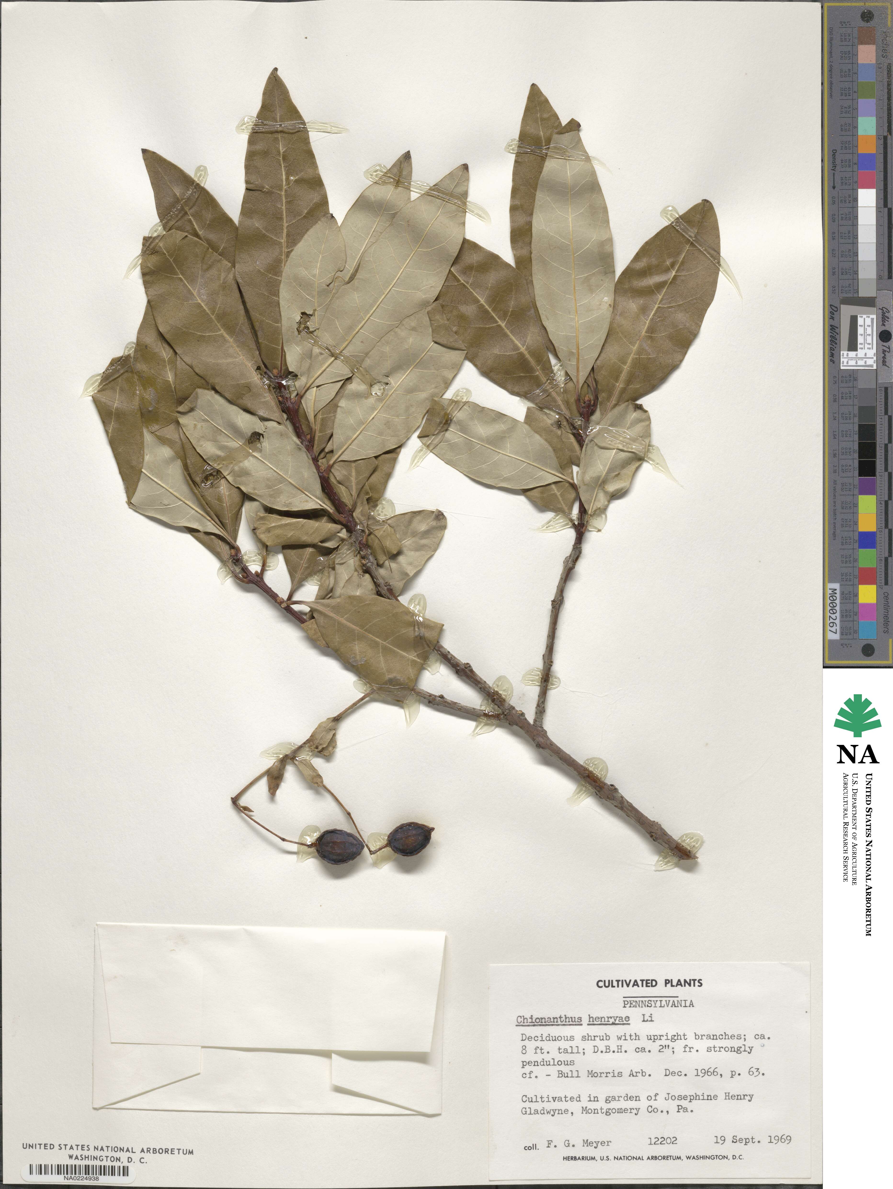 Chionanthus henryae image