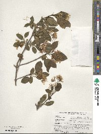 Chionanthus retusus image