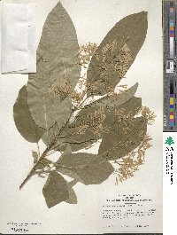 Chionanthus retusus image