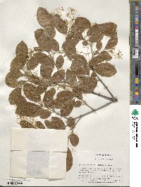 Chionanthus retusus image