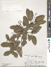 Chionanthus retusus image