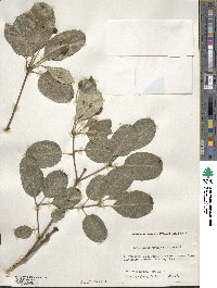 Chionanthus retusus image