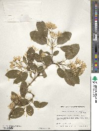 Chionanthus retusus image