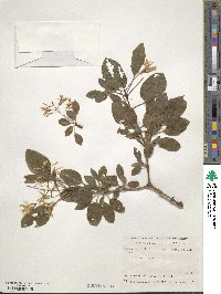 Chionanthus retusus image