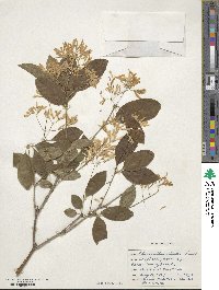 Chionanthus retusus image