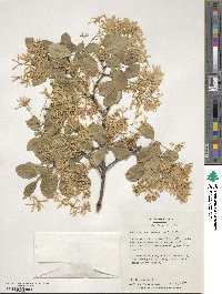 Chionanthus retusus image