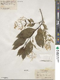 Chionanthus retusus image