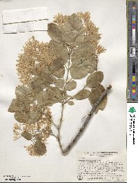 Chionanthus retusus image