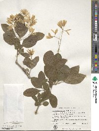 Chionanthus retusus image