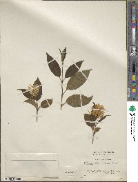 Chionanthus retusus image