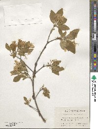 Chionanthus retusus image