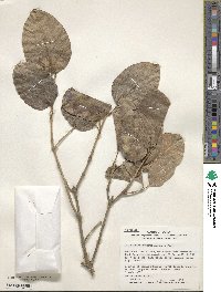 Chionanthus retusus image