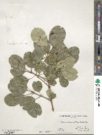 Chionanthus retusus image