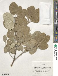 Chionanthus retusus image