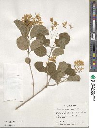 Chionanthus retusus image