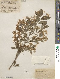 Chionanthus retusus image