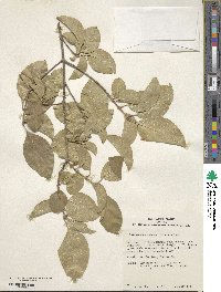 Chionanthus retusus image