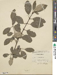 Chionanthus retusus image