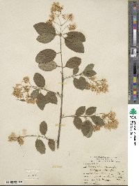 Chionanthus retusus image