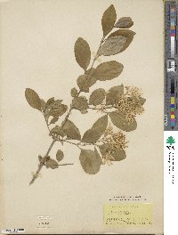 Chionanthus retusus image