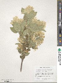 Chionanthus retusus image