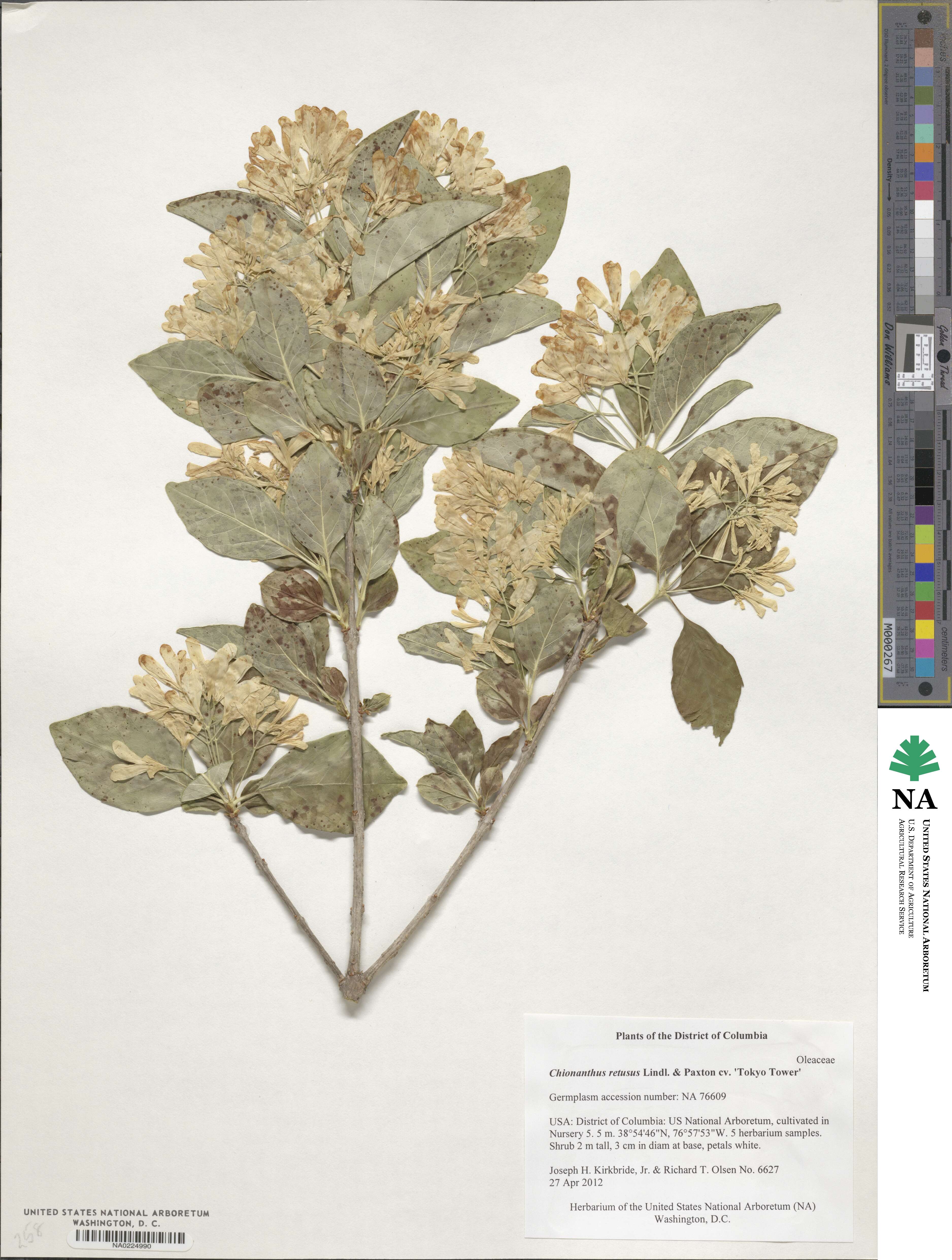 Chionanthus image