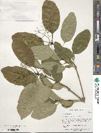 Chionanthus retusus image