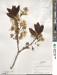 Chionanthus virginicus image