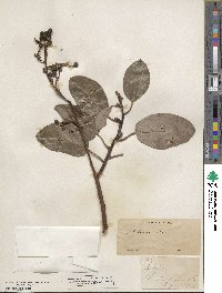 Arbutus menziesii image