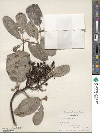 Arbutus menziesii image