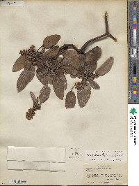 Arbutus xalapensis var. texana image