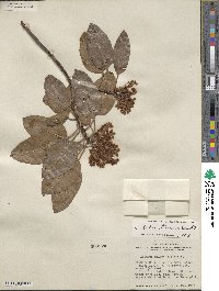 Arbutus xalapensis image