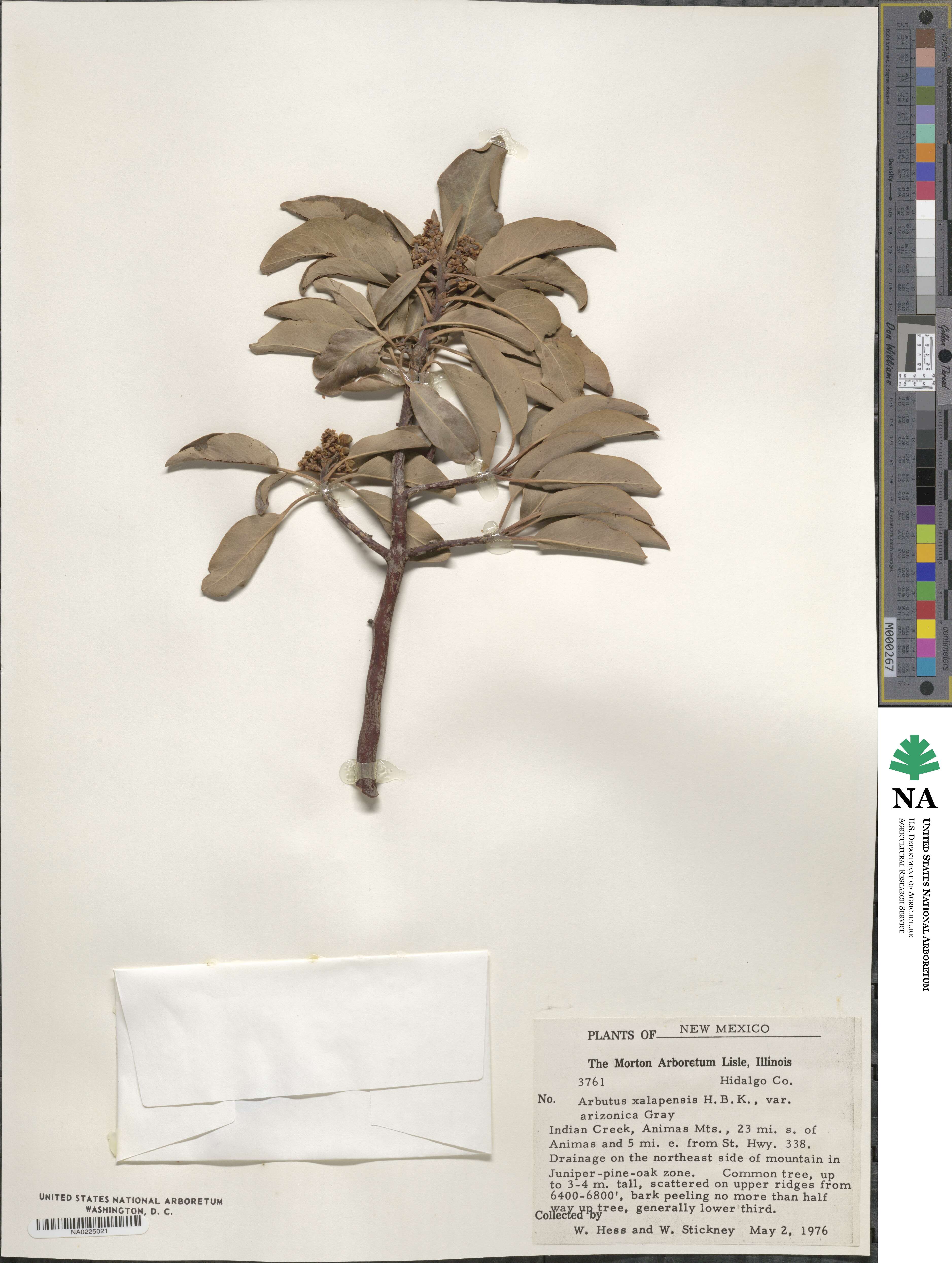 Arbutus arizonica image