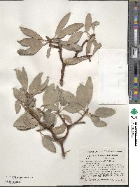 Arbutus arizonica image