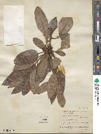 Arbutus xalapensis image